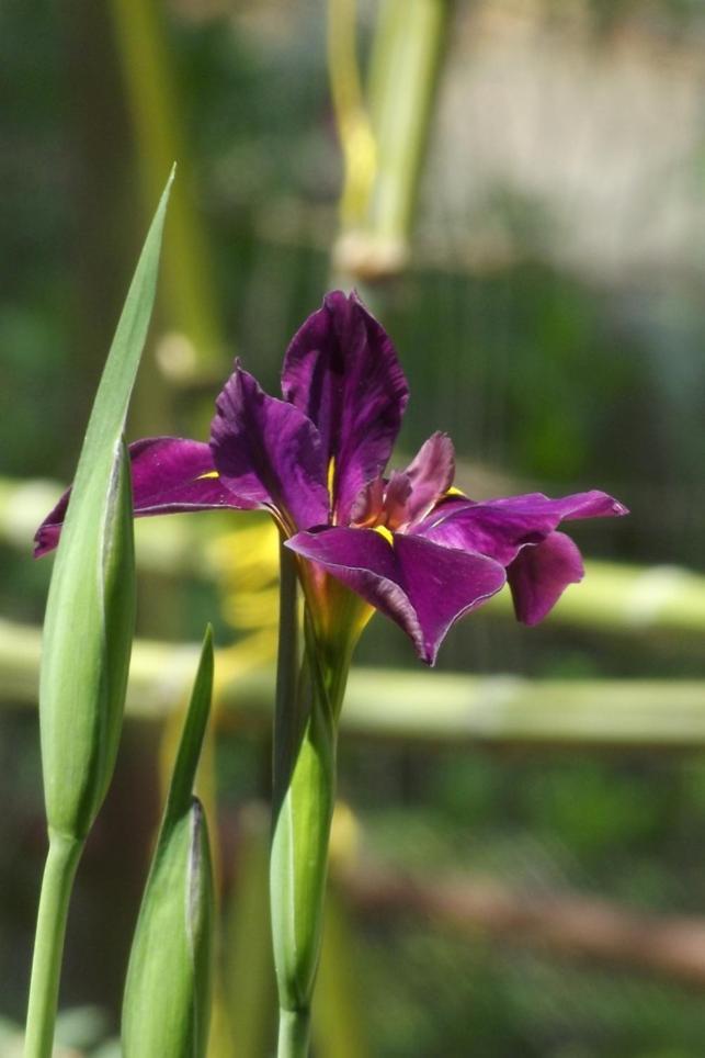 Backyard Garden Oasis Bed & Breakfast Middletown Екстериор снимка